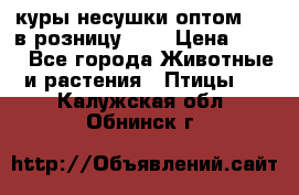 куры несушки.оптом 160 в розницу 200 › Цена ­ 200 - Все города Животные и растения » Птицы   . Калужская обл.,Обнинск г.